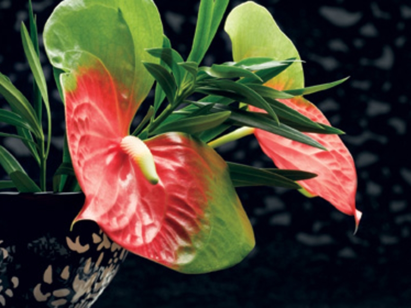 Bộ Sưu Tập Phong Cách Sống